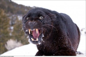 554972__angry-panther_p